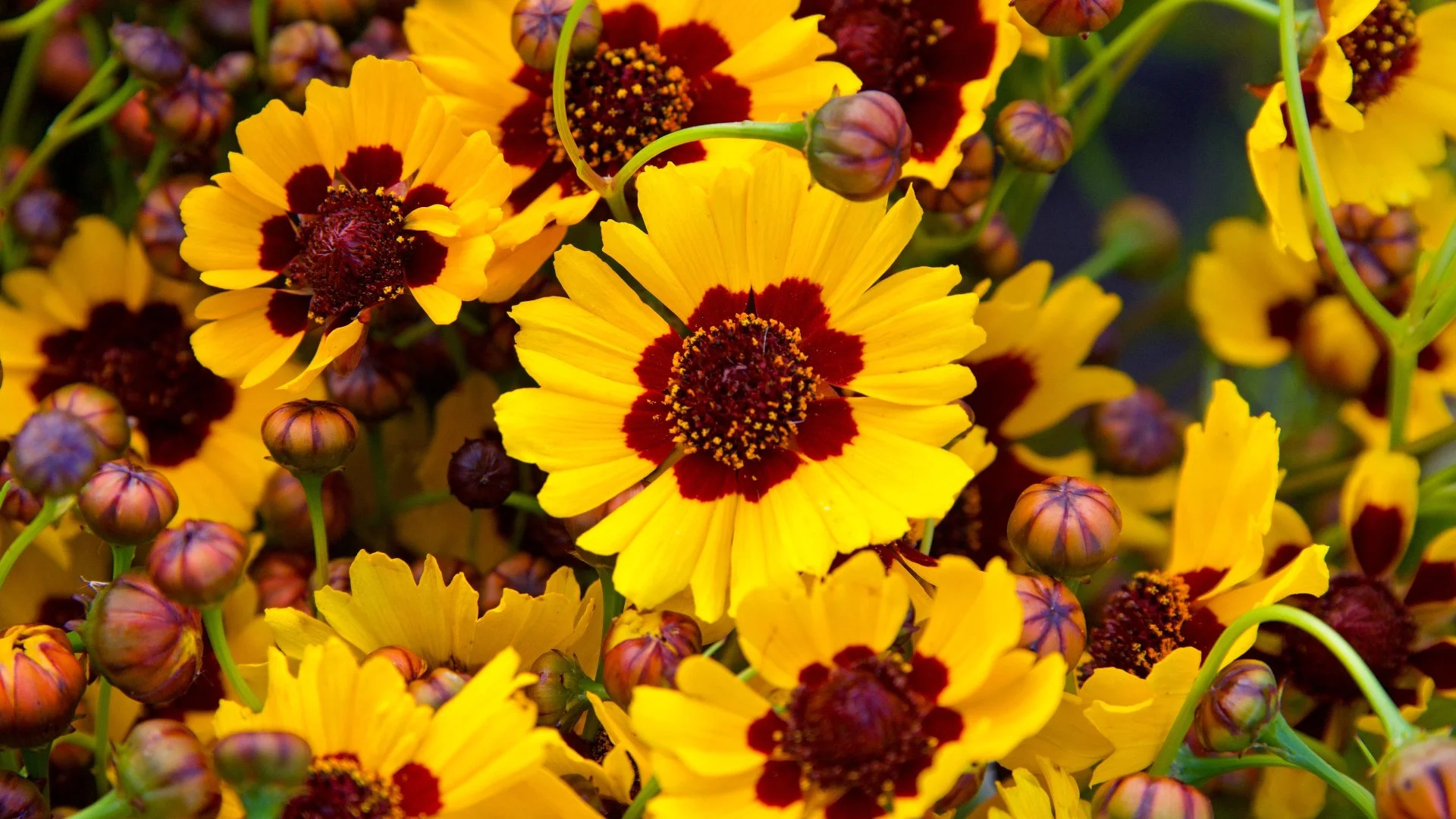 4 Pollinator-Friendly Plants to Consider Adding to Your Landscape
