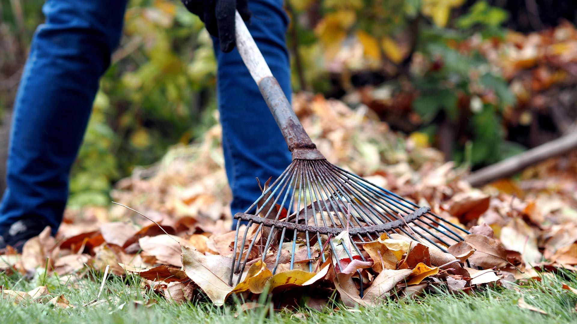 Professional raking leaves from a yard in Valley, NE.