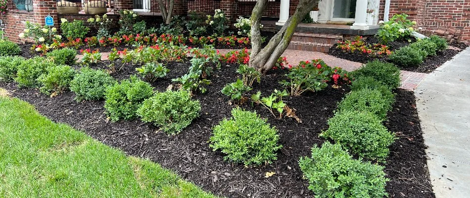 Green plants, flowers, and mulch in a landscape bed in Omaha, NE.