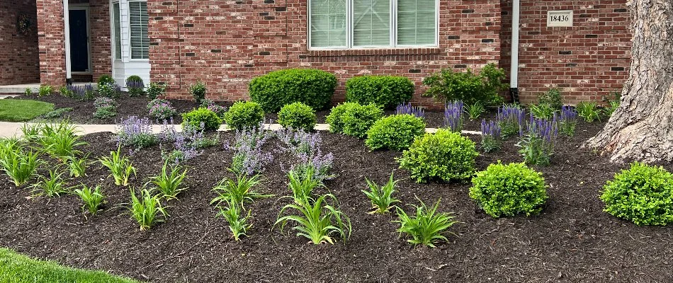 Landscape bed in Omaha, NE, with different groups of plants.