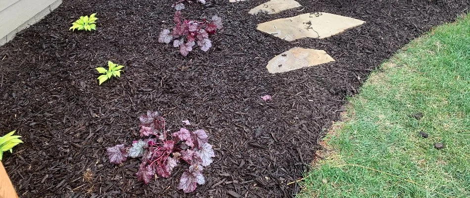 Landscape in Omaha, NE, with newly planted coral bells.