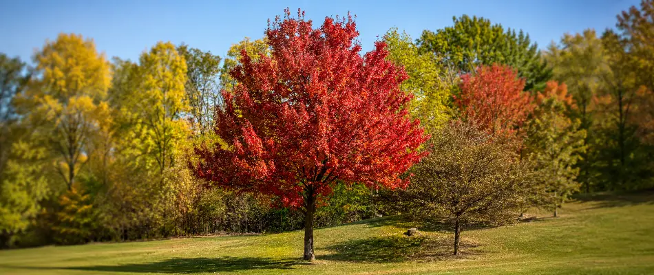 Maple tree with red leaves on a property in Omaha, NE.