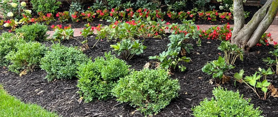 Mulched landscape bed in Omaha, NE, with flowers and shrubs.