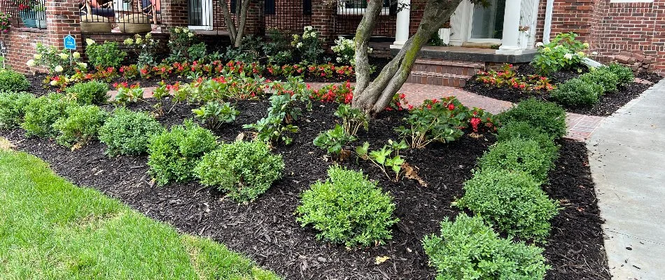 Plants, flowers, and mulch in a front yard landscape in Omaha, NE.