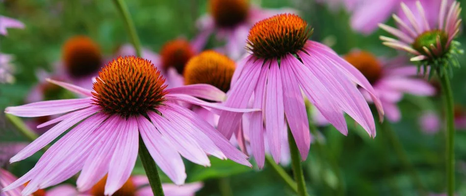 Purple coneflowers in a yard in Omaha, NE.