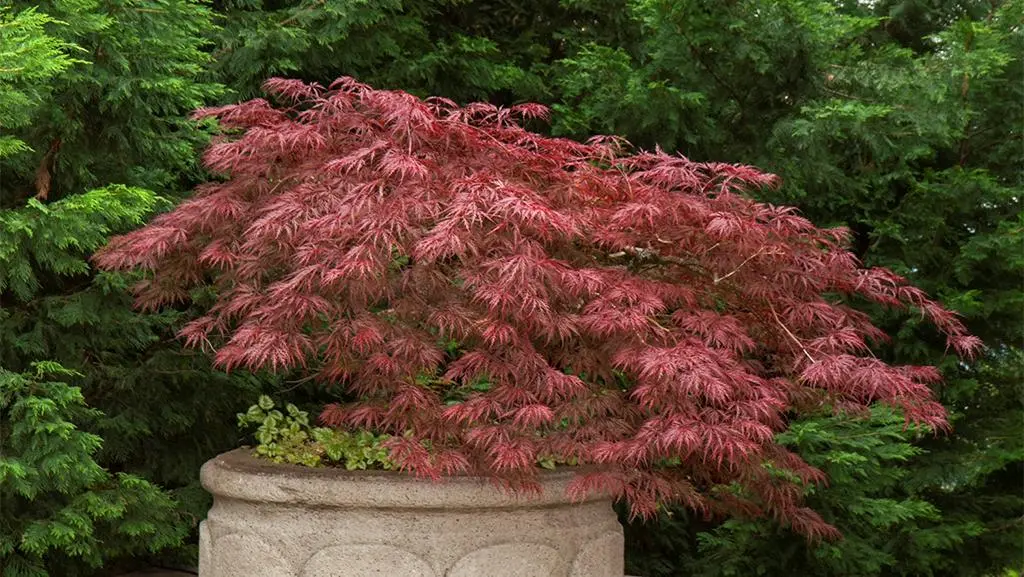 Red Japanese maple tree.