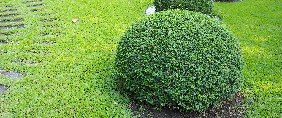 Round boxwood shrub in Omaha, NE.