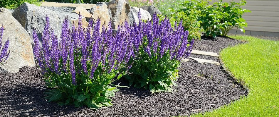Salvias in a landscaping bed in Omaha, NE.