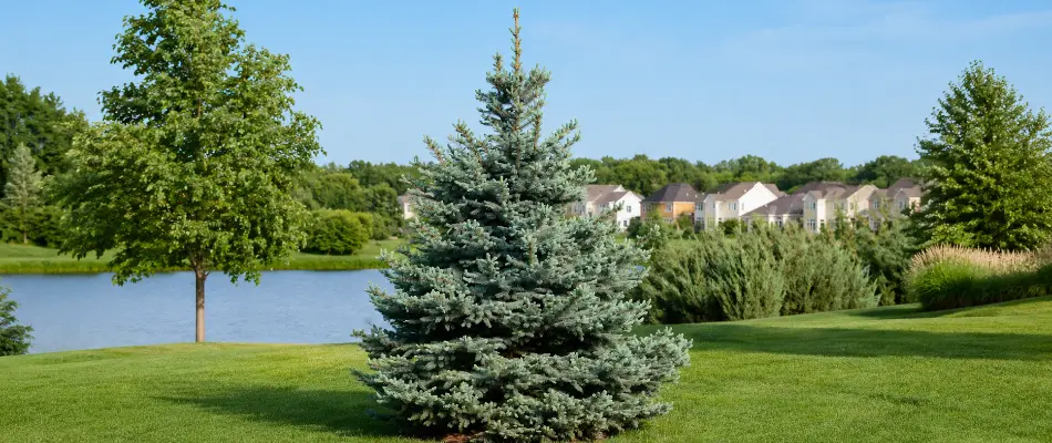 Spruce tree with a lake in the background.