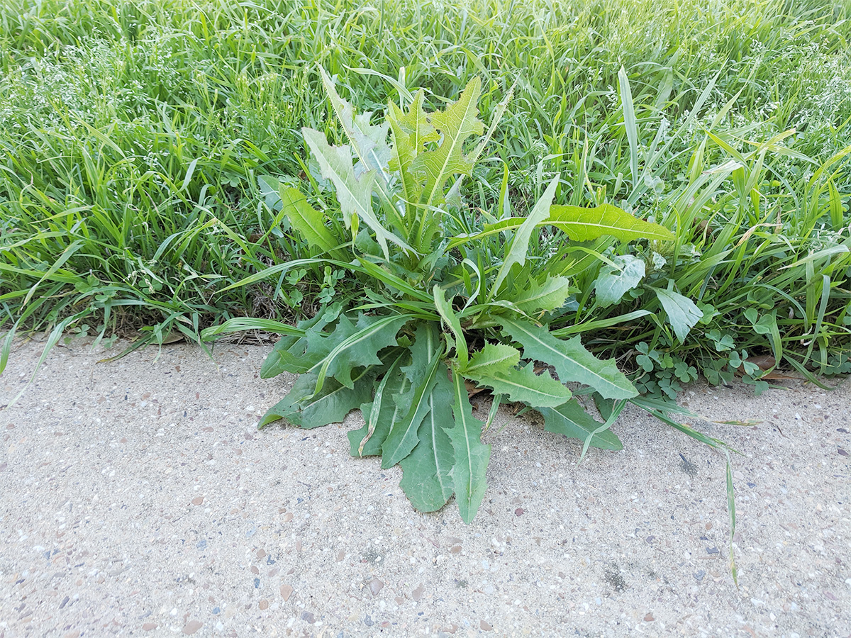 Spring is here! (and so are the weeds) | Clear Creek Landscapes