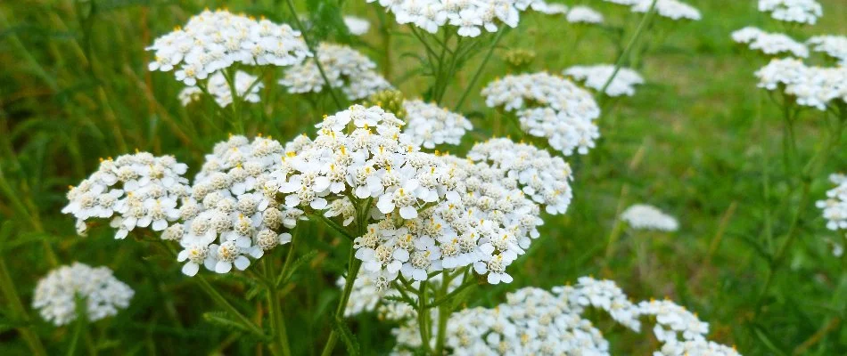 White yarrow flowers in Omaha, NE.