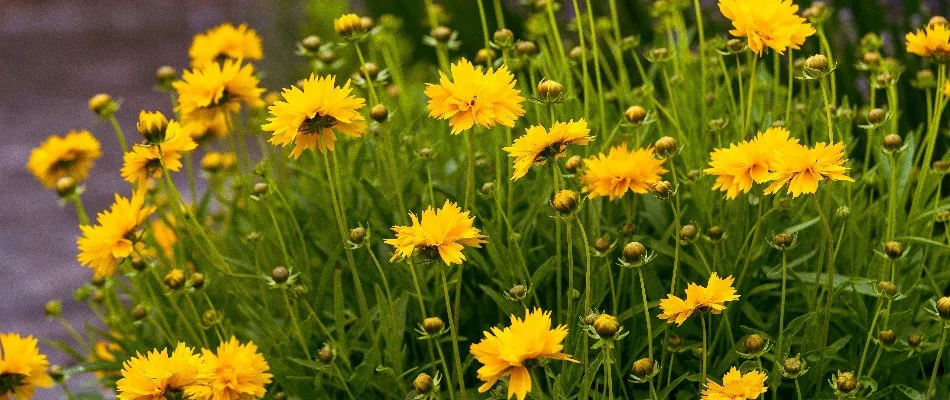 Yellow coreopsis flowers in Omaha, NE.