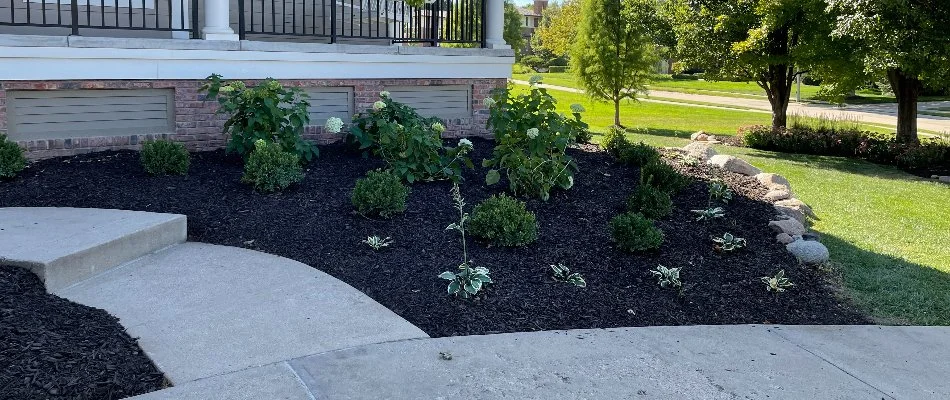 Black mulch and small plants on a landscape bed in Treynor, IA.