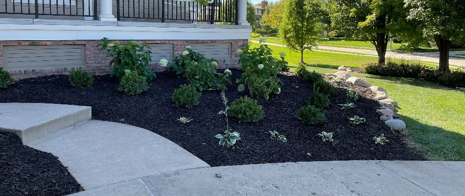 Black mulch in a landscape bed in Omaha, NE.