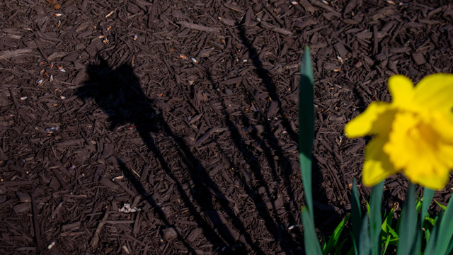 Mulch added to landscape bed in Omaha, NE.