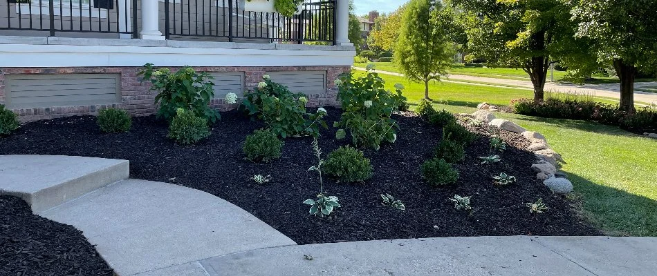 Mulched landscape in Louisville, NE, with small plants along a walkway.