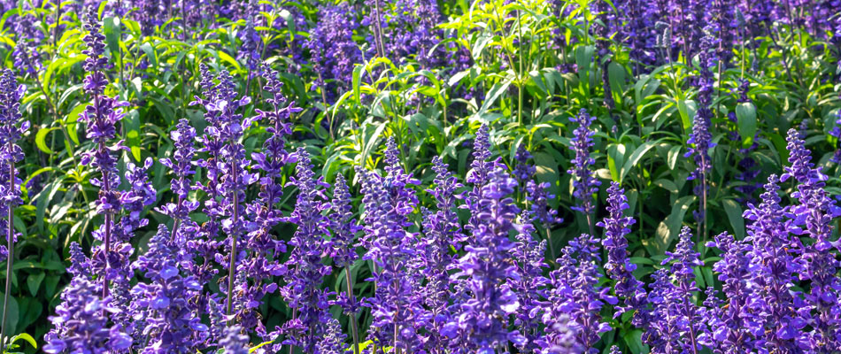 Salvia plantings installed for a landscape bed in Omaha, NE.