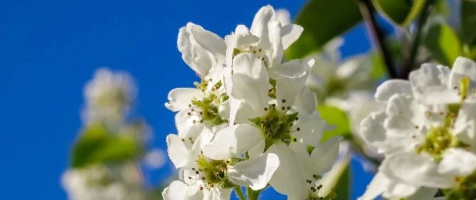 Serviceberry tree with white flowers on a property in Omaha, NE.