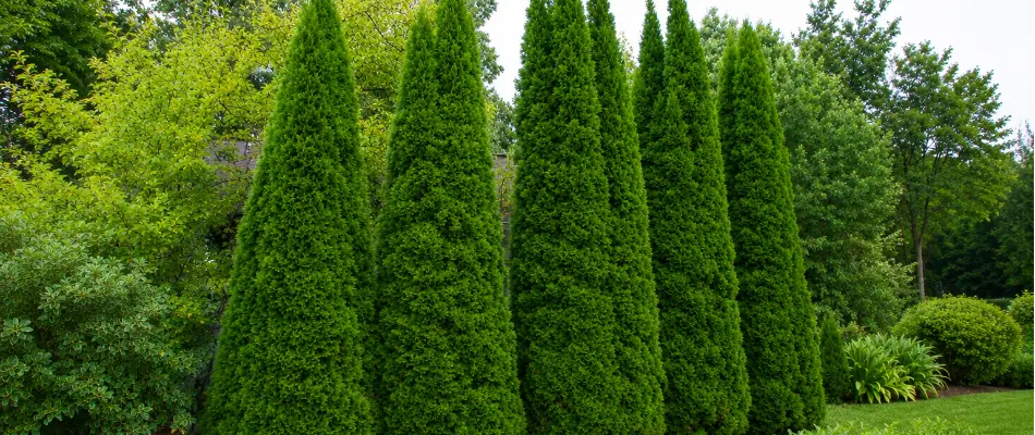 Taylor juniper trees on a property in Omaha, NE.